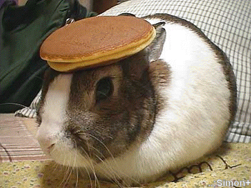 pancakebunny.gif